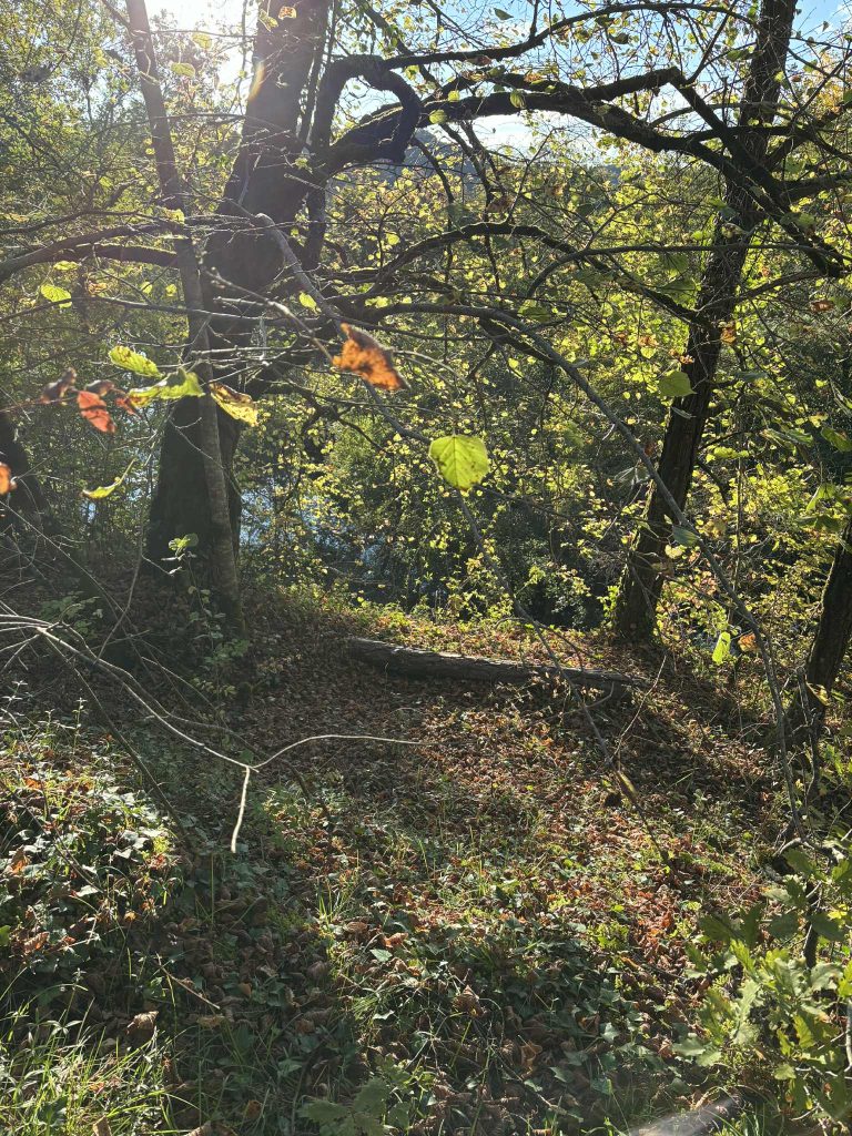 Sol calcaire du Périgord couvert de feuilles, image évoquant la terre et la mémoire culinaire